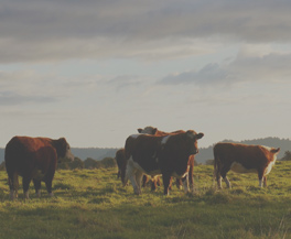 Animal Products